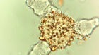 Analiza pyłkowa miodu - szczegółowa (3)