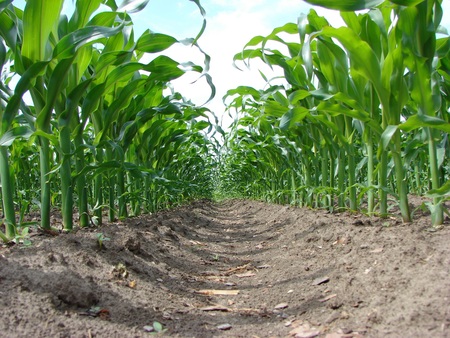 Analiza gleby - pakiet podstawowych badań glebowych i plan nawożenia pod kukurydzę (1)